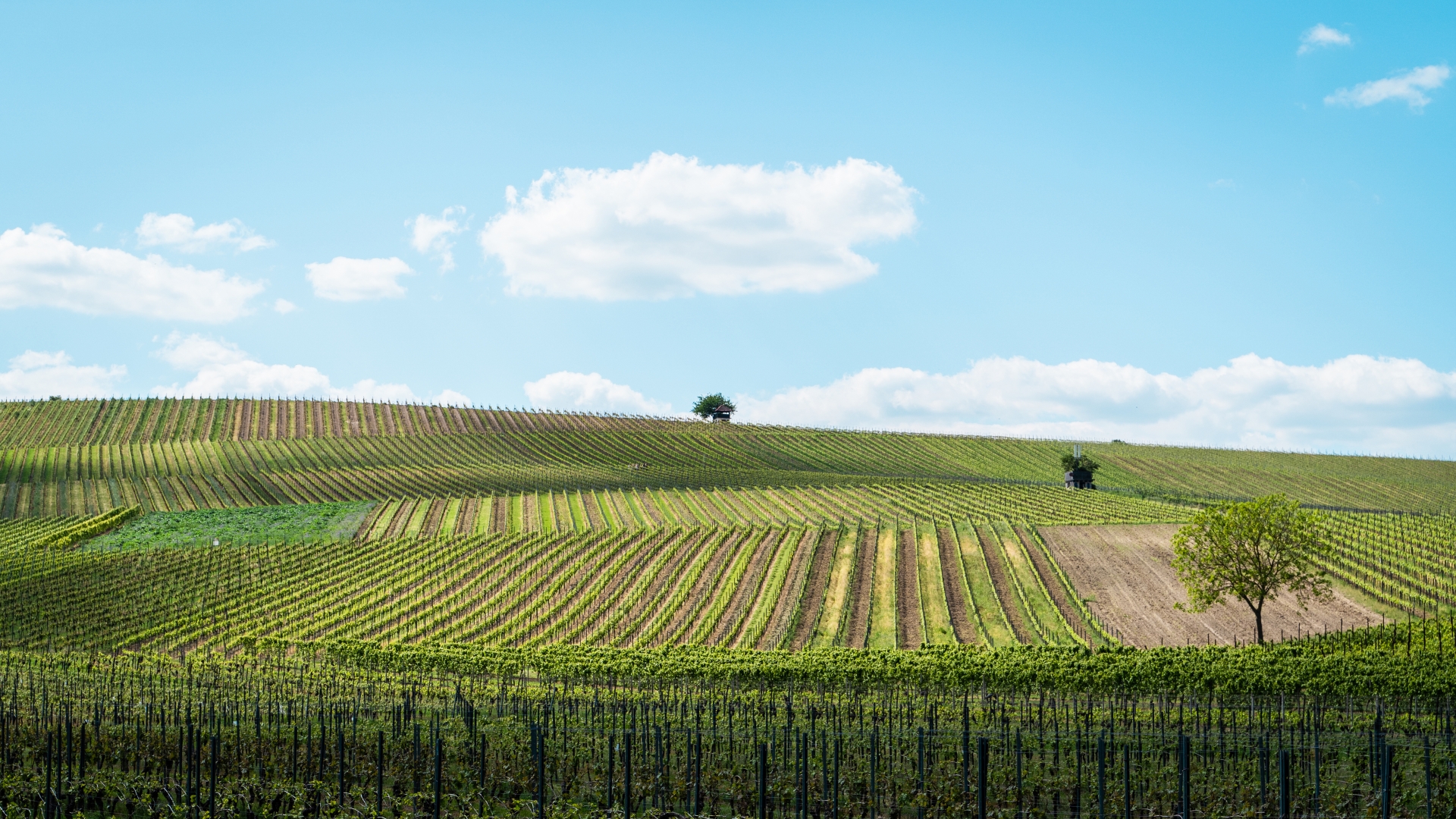 A photo of a vineyard, looking very similar to the default Windows XP background.